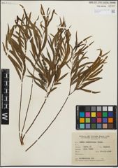 Foto von Salix humboldtiana Willd.